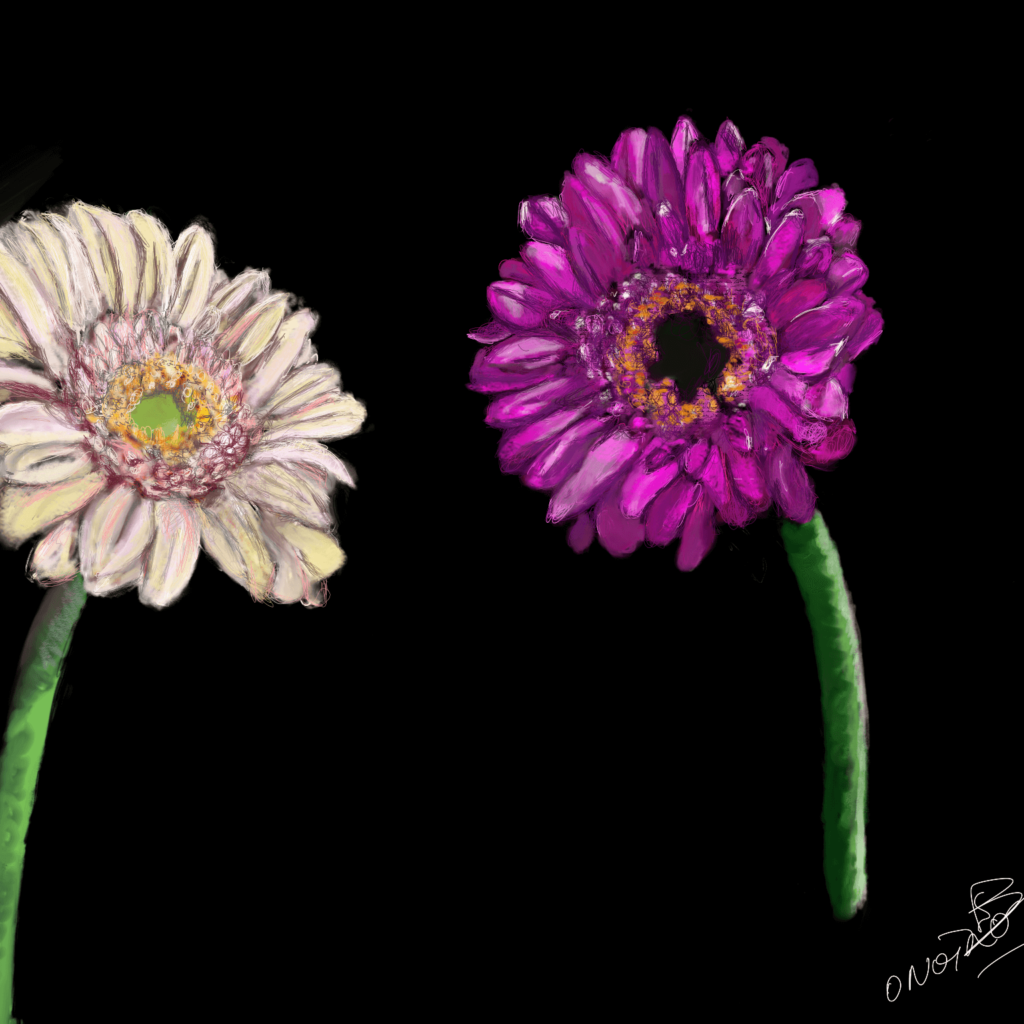 Gerbera Flowers low res